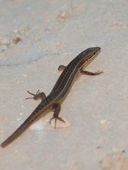 Heremites vittatus