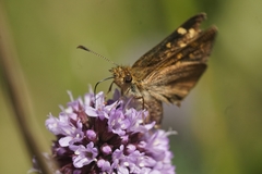 Butleria bissexguttatus