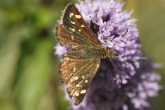Butleria bissexguttatus