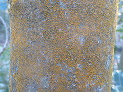 Trentepohlia umbrina