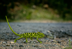 Chamaeleo zeylanicus