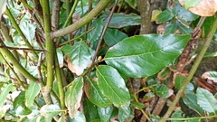 Laurus azorica