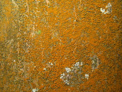 Trentepohlia umbrina