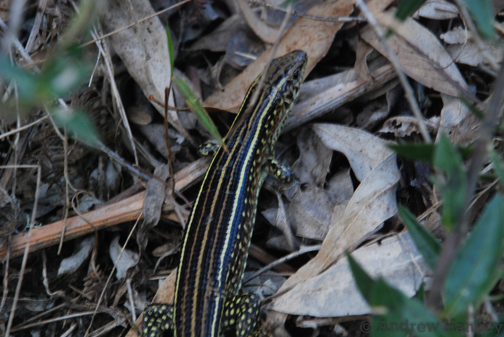 Ornate Girdled Lizard