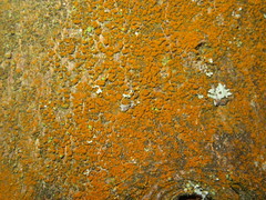 Trentepohlia umbrina