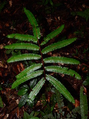 Adiantum cajennense
