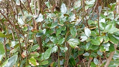 Laurus azorica