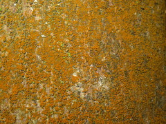 Trentepohlia umbrina