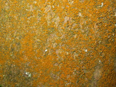 Trentepohlia umbrina