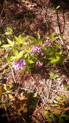 Cardamine pentaphyllos