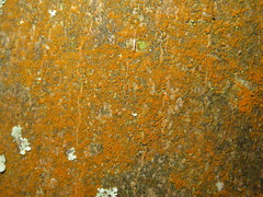 Trentepohlia umbrina