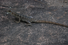 Oplurus quadrimaculatus