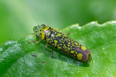Aulacizes conspersa