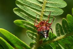 Verrucosa scapofracta