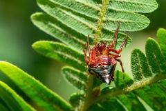 Verrucosa scapofracta