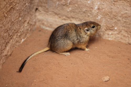 Fat Sand Rat