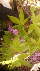 Cardamine pentaphyllos