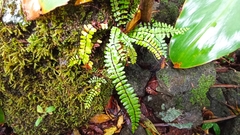 Asplenium azoricum