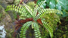 Asplenium azoricum
