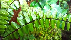 Asplenium azoricum