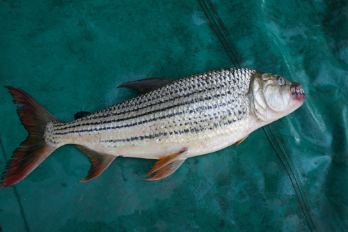 Striped Tigerfish