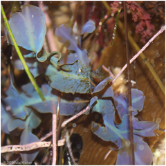 Dictyopteris undulata