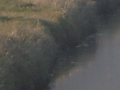 Lymnocryptes minimus