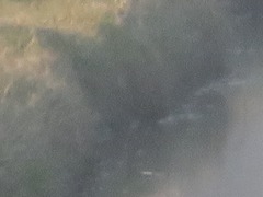 Lymnocryptes minimus