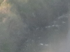 Lymnocryptes minimus