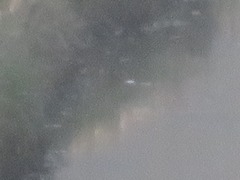 Lymnocryptes minimus