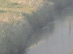 Lymnocryptes minimus