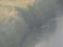 Lymnocryptes minimus