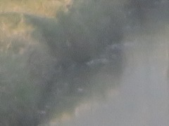 Lymnocryptes minimus