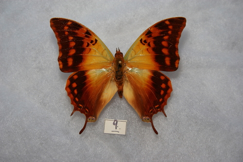 Green-veined Emperor