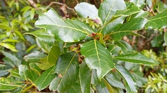 Laurus azorica