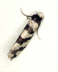 Macrobathra platychroa