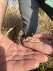 Leptysma marginicollis