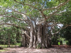 Ficus