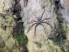 Heteropoda procera
