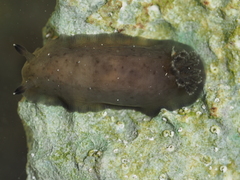 Dendrodoris krebsii