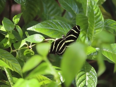 Heliconius charithonia