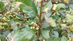 Laurus azorica