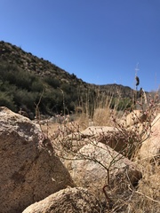 Eriogonum cithariforme