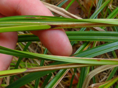 Carex trichocarpa