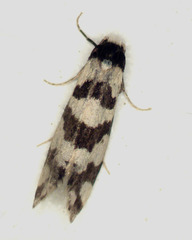 Macrobathra platychroa