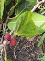 Ficus