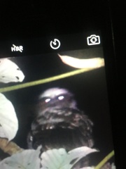 Nyctidromus albicollis