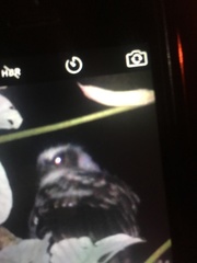 Nyctidromus albicollis