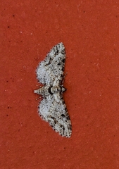 Eupithecia zelmira
