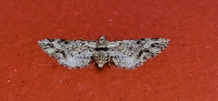 Eupithecia zelmira
